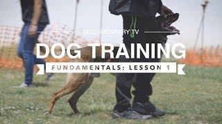 DOG TRAINING FUNDAMENTALS LESSON 1
