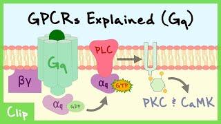 Gq Pathway Of G-Protein-Coupled Receptors Explained  Clip