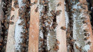 Honey harvesting  from Apis cerana bees in Kerala 2021   Madhusree honey farm