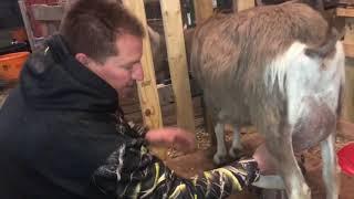Milking Our Toggenburg