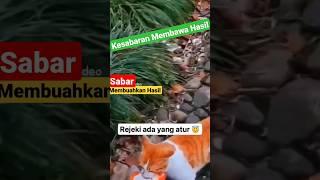 SUDAH ADA YANG MENGATUR REJEKI KEMATIAN KEHIDUPAN SAMPAI ISI PERUT KUCING #shorts #short #funny