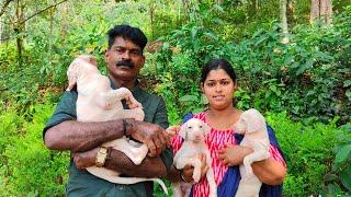 part 1  കേരളത്തിലെ ഏറ്റവും അധികം Indian Dog Breeds ഉള്ള ഒരു Farm കാണാം  Indian dogs  Rajapalaym