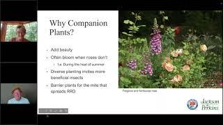 Companion Planting with Roses Webinar