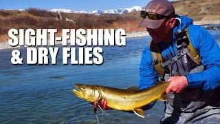 Sight-Fishing A BIG BULL TROUT Dry fly fishing Cutthroat and Rainbow Trout Fly fishing in Alberta