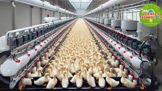 Modern High-Tech Duck Farming The Worlds Largest Duck Farm Amazing Duck Farming Poultry Farming