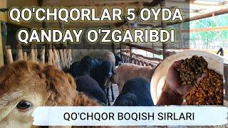 ODDIY USULDA QOCHQOR BOQISH SIRLARI