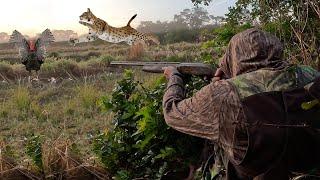 I Never Expected a WILD Bobcat to come this CLOSE {Catch Clean Cook} Wild Turkey Jambalaya