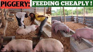 How To Feed PIGS At A Low COST  Cheap Feeds+ When To DEWORM PIGS.