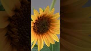 Sunflower  Time Lapse