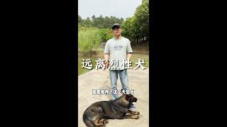 养大型犬、烈性犬的人一定要注意这几点！丨随心一人养三狗