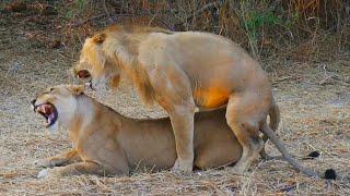 Lions Mating Like Crazy Close Up Footage