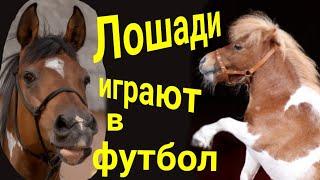 Лошади тоже играют в футбол .Horses play football .