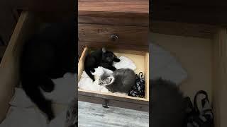 Drawer Kittens  #kitten