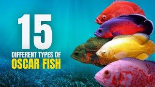 15 Different Types of Oscar Fish Most Beautiful and Expensive