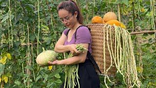 Harvest pumpkins and papayas to sell at the market fish and take care of pets