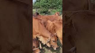 con bò vui nhộn #cow #conbo #parody #nhacremix
