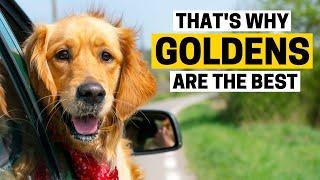 12 Reasons Why Golden Retrievers are Such Awesome Pets