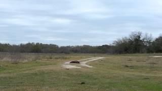 200 lb hog vs 8 lbs tannerite