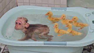 So funny cute  Monkey Su becomes trainer teach for ducklings to swim