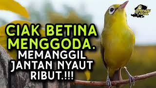 Ciak Ciak Kecial Kuning BETINA Ampuh Memanggil Jantan NYAUT RIBUT‼️ PEPADU KECIAL