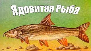 Опасная и ядовитая речная рыбы - Усач Что за рыба и чем так опасна?
