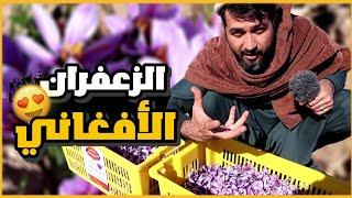 Highest quality afghan saffron in the world  Afghanistan  جولة  في أكبر و أضخم مزارع الزعفران