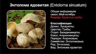 Энтолома ядовитая Entoloma sinuatum