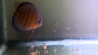 Wild discus Red Alenquer with 12 day fry
