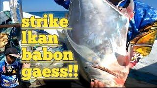 Mantab brow Strike ikan ebek babon mancing di laut dalam