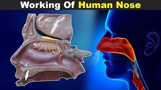 Working Of Human Nose  Structure And Function UrduHindi