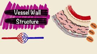 Structure of Blood Vessels  Layers of the Vessel Wall  Blood Vessel Histology