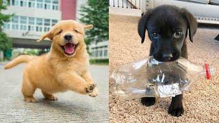 Baby Dogs  Cute and Funny Dog Videos Compilation #20  30 Minutes of Funny Puppy Videos 2021