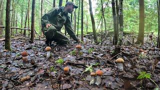 ЗАШЕЛ В ЛЕС И СРАЗУ БЫЛ ОКРУЖЕН ГРИБАМИ МНОГО ПОДОСИНОВИКОВ В ЕЛОВОМ ЛЕСУ ПОСЛЕ ДОЖДЯ  ГРИБНОЙ БУМ