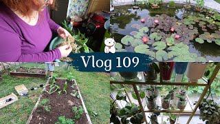 VLOG 109Un nouveau carré potager  Jai fini linstallation des Hoyas  Une grosse frayeur  Etc...