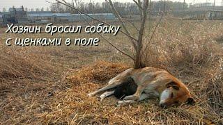 Беременную собаку хозяин бросил в поле  под кустом она родила щенят help the dog and puppies