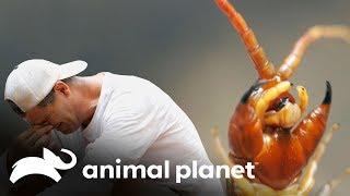 Centopeia gigante morde o Frank  Perdido no Sudeste Asiático  Animal Planet Brasil