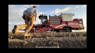 ‘Harvesting Potatoes is always an Adventure’  farming 