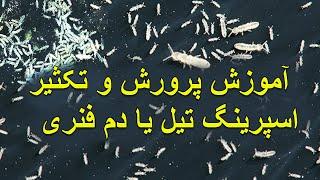 Care And Reproduce SpringTails - آموزش پرورش و تکثیر اسپرینگ تیل