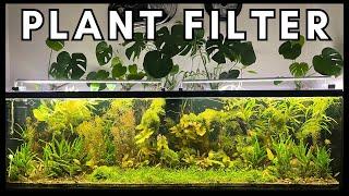 Plant-Powered Aquarium How? With No Filter No Water Change