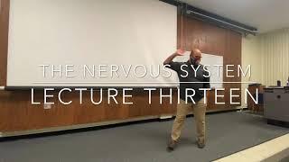 General Psychology - Lecture 13 The Nervous System