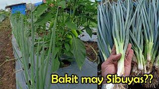 How to growPaano Magtanim ng Sibuyas dahon? Why I grow Bunching Onions alongside to my main crop?