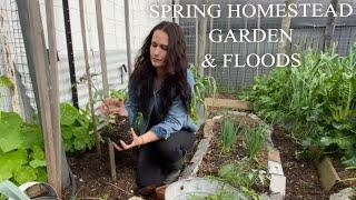 Homesteading Food Gardening & Euroa Floods  Seasons Mid Spring  Homesteaders Blog