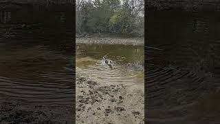 Roxy wading in the pond