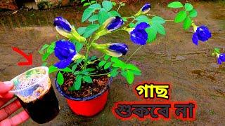 দ্রুত কুঁড়ি আসবে অপরাজিতায় ১ বার প্রয়োগ করুন  এই জিনিস  অপরাজিতা গাছে যত্ন  Liquid fertilizer