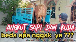 Angkut kuda & sapi memang beda banget