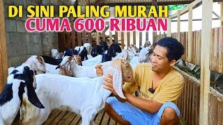 Cuma Di Sini Pusatnya Harga Kambing Murah