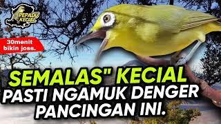 Ciak Ciak Kecial Kuning Ngeriwik Joss Ampuh Bikin Kecial Malas Bunyi Jadi NGAMUK‼️ PEPADU KECIAL