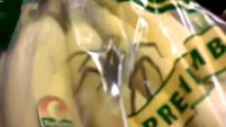 Brazilian Wandering Spider found inside bananas