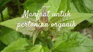 Manfaat Kirinyuh Kerinyu Daun Kapal Terbang Marenggo Cromolaena Odorata untuk pertanian organik
