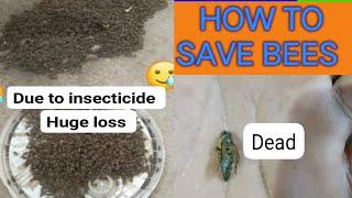 How to save bees from pesticides #horticulture #apiculture #beekeeper #loss